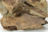 Dinosaur Bones in Sandstone - Lance Formation, Wyoming #227500-2